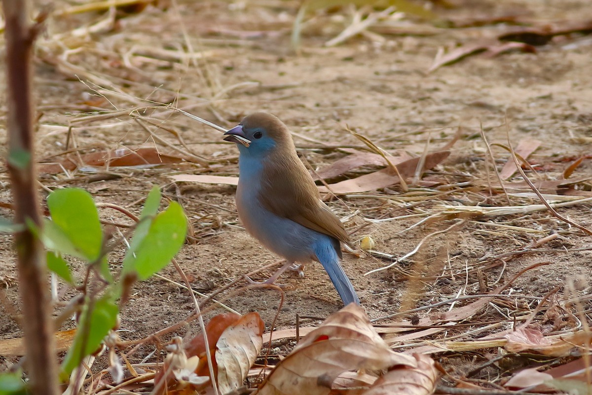 Red-cheeked Cordonbleu - ML642476164