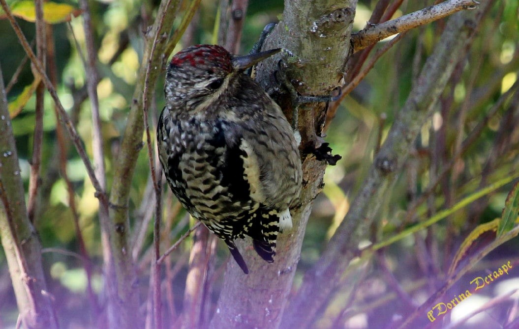 Yellow-bellied Sapsucker - ML642476226