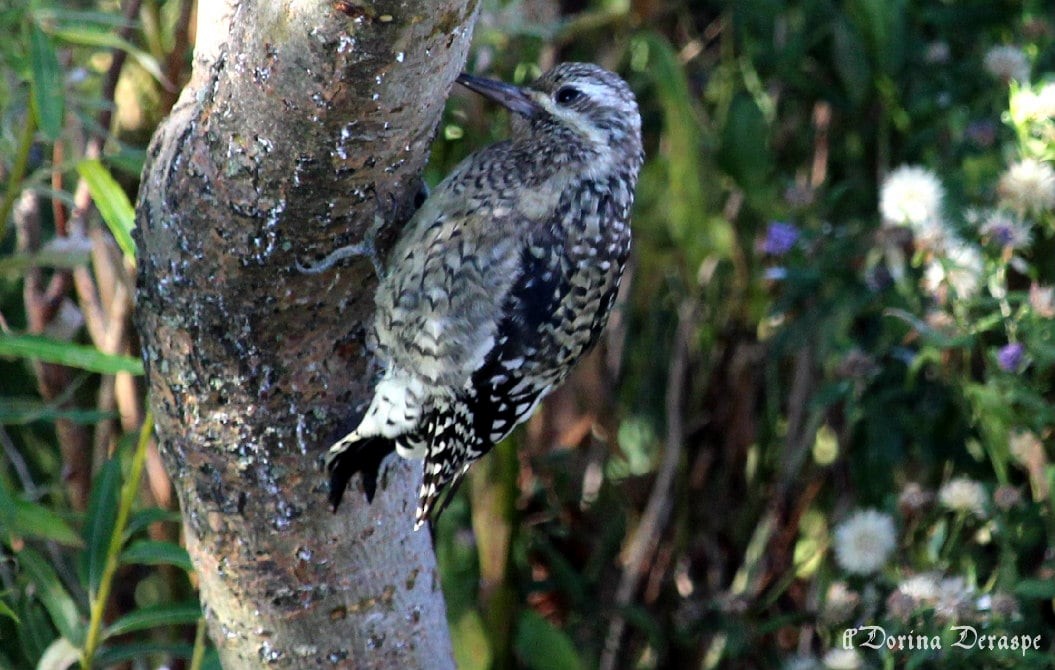 Yellow-bellied Sapsucker - ML642476227