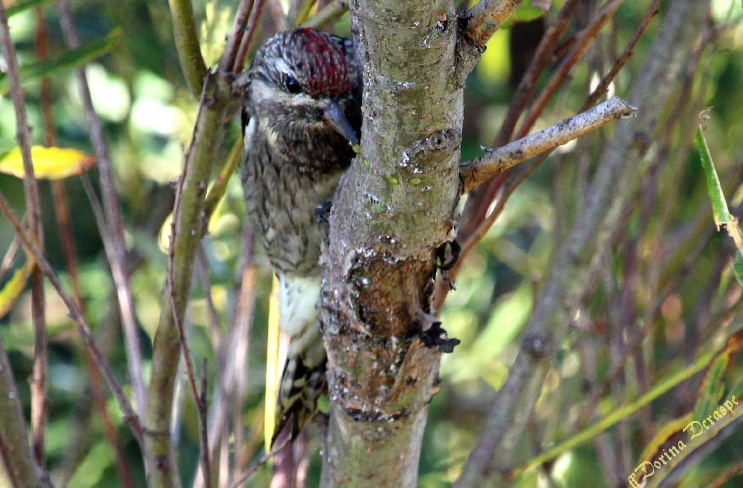 Yellow-bellied Sapsucker - ML642476228