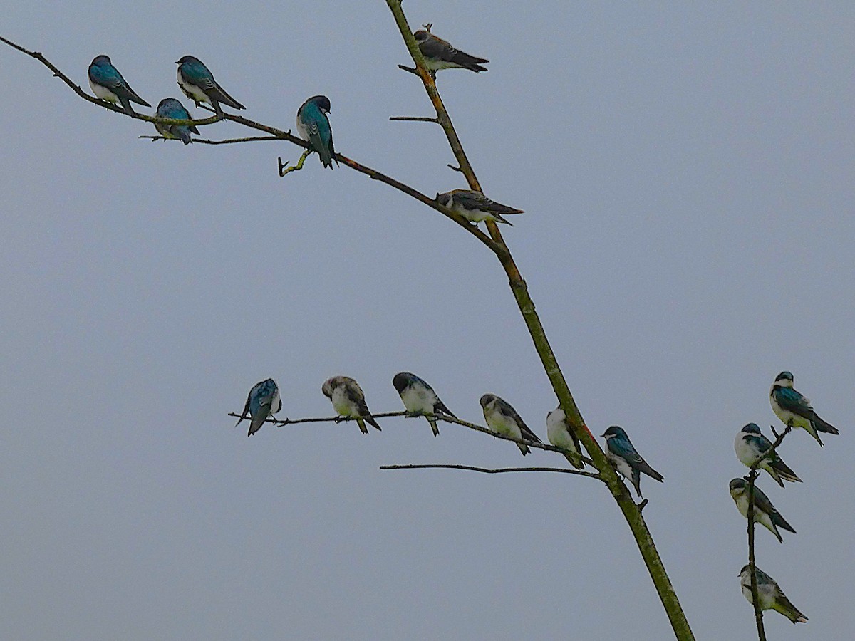 סנונית עצים - ML642476230