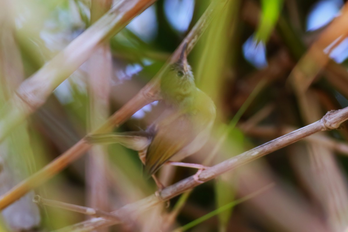 Green-backed Camaroptera - ML642476236