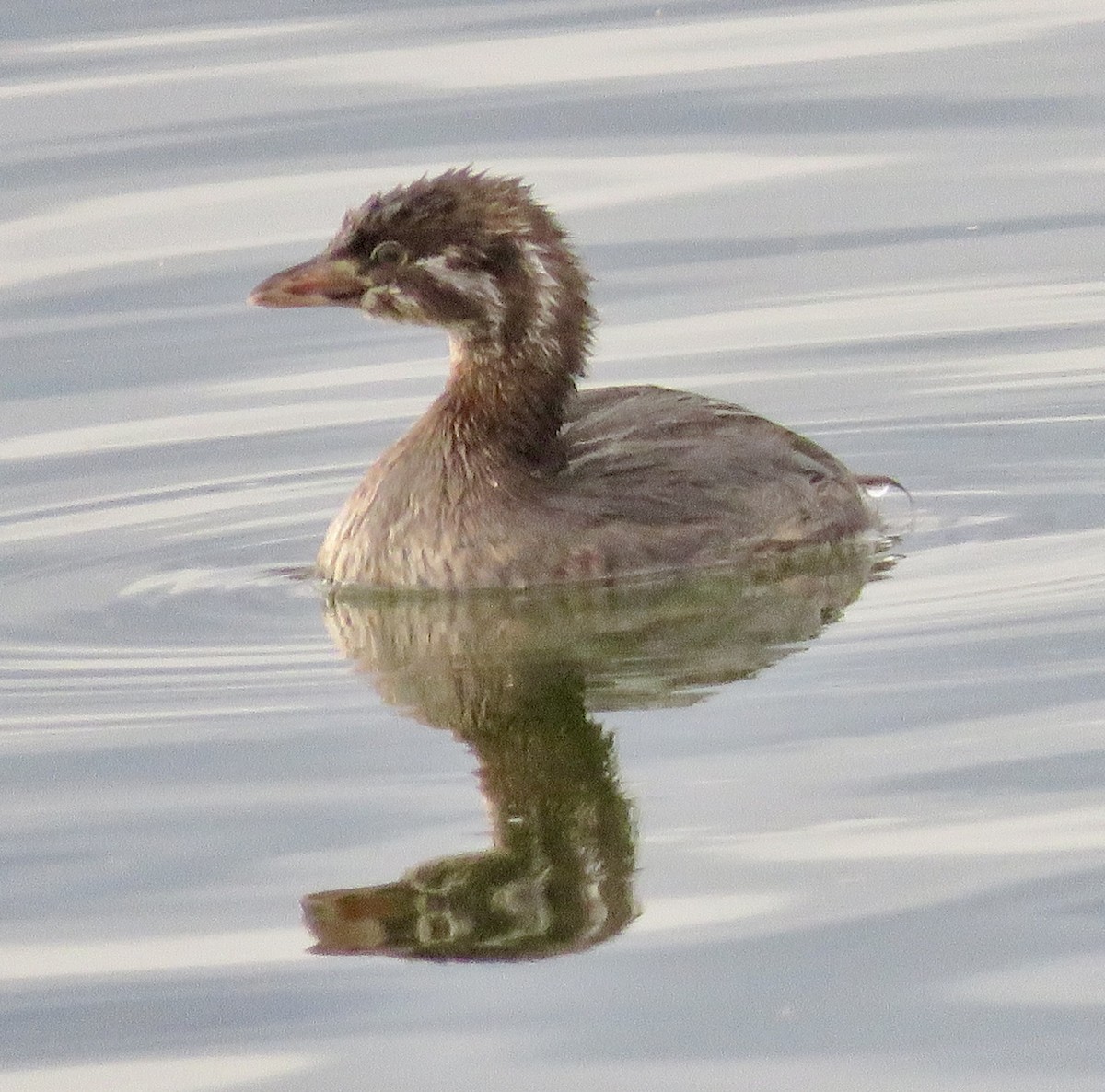 Pied-billed Grebe - ML642476249