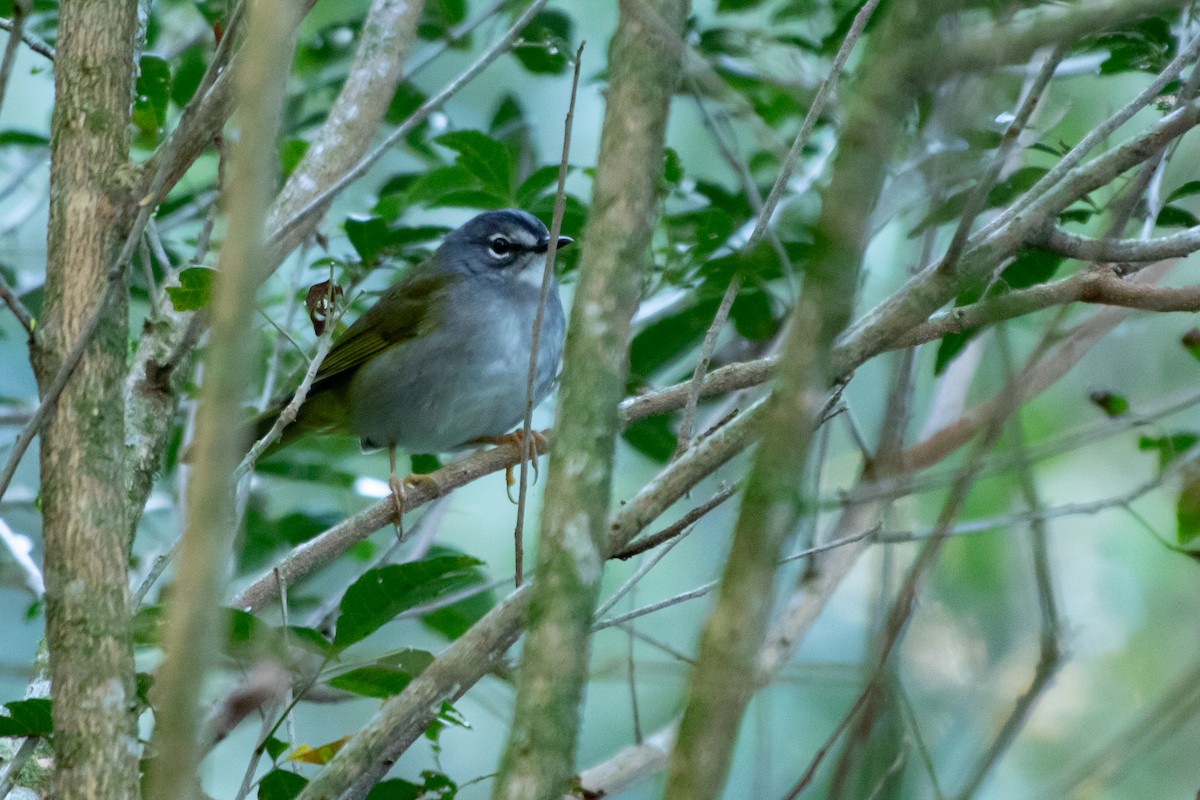 White-browed Warbler - ML642476252