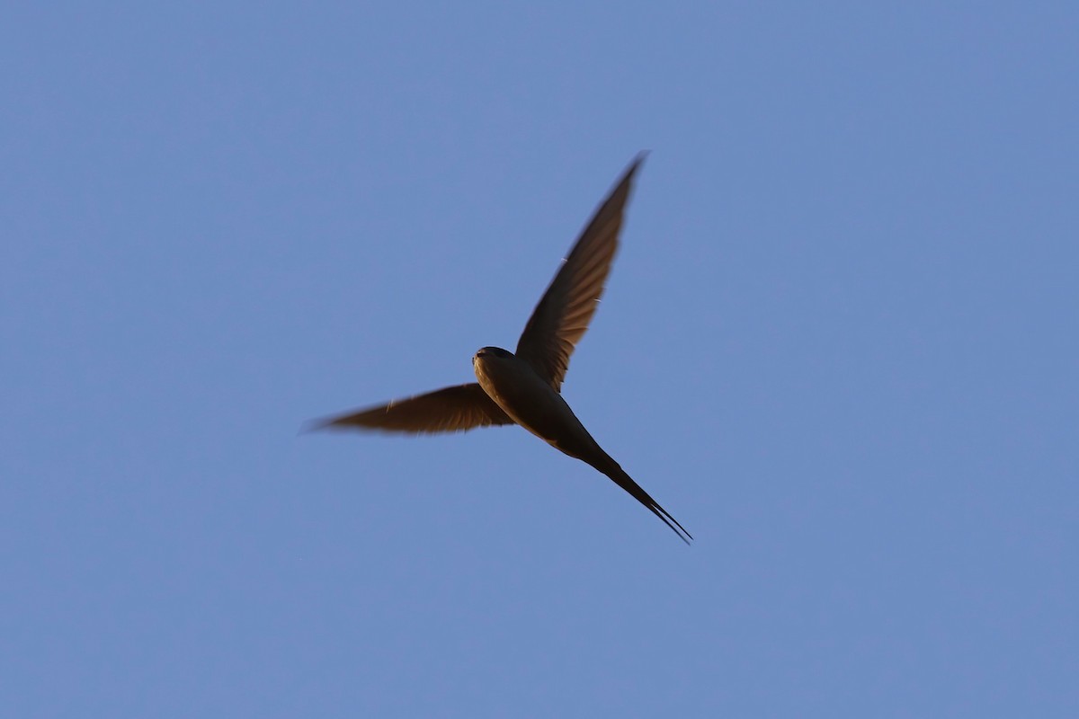 African Palm Swift - ML642476258