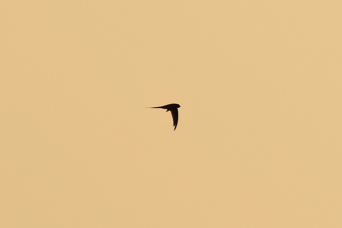 African Palm Swift - ML642476259