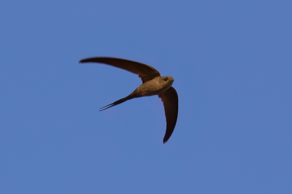 African Palm Swift - ML642476260