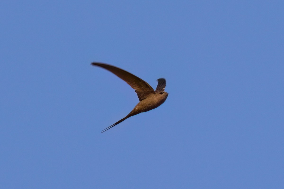 African Palm Swift - ML642476261