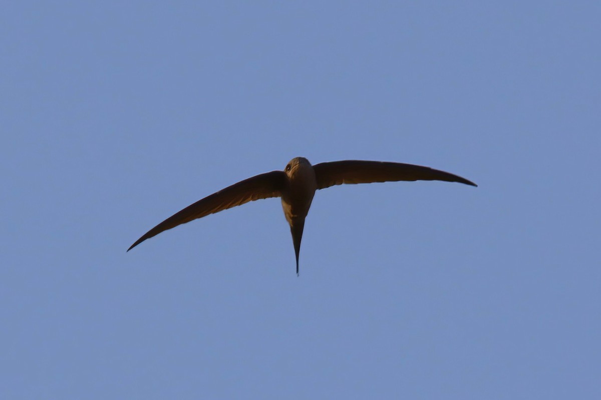 African Palm Swift - ML642476262