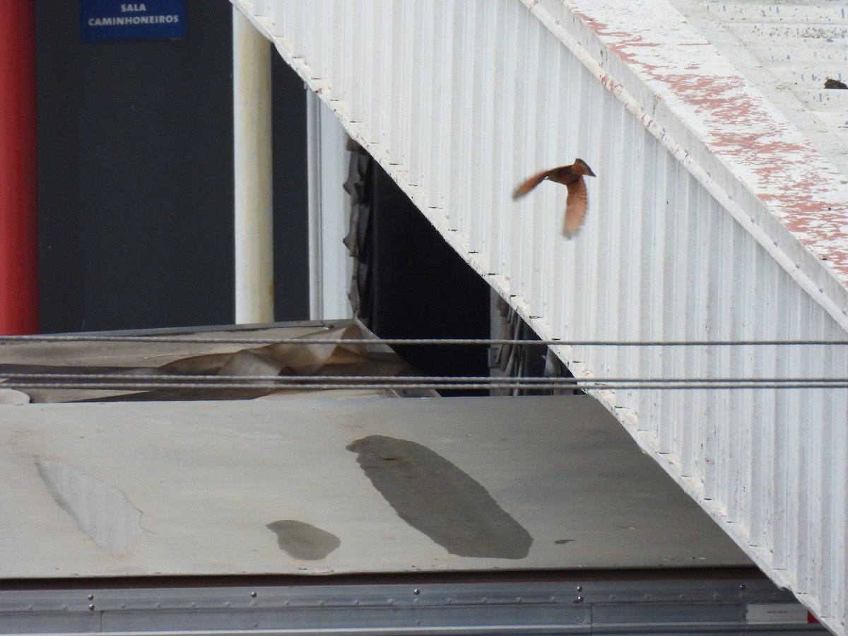Cliff Flycatcher - ML642476263
