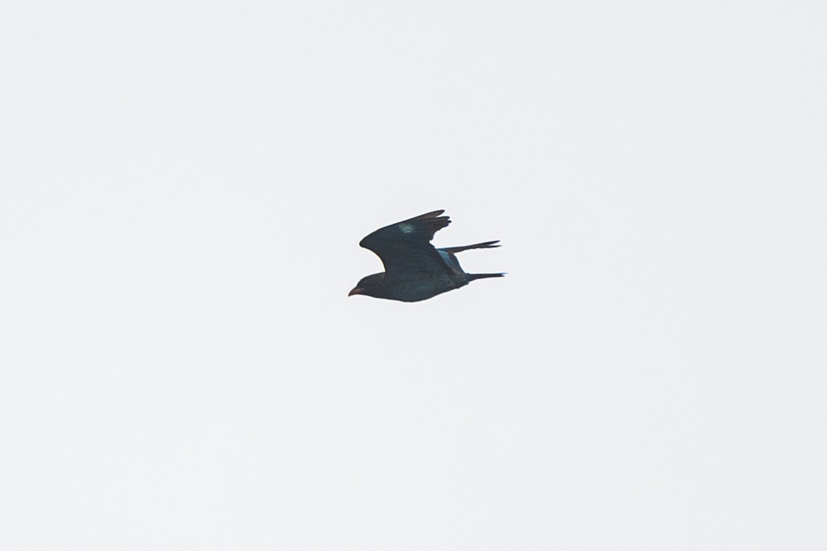 Dollarbird - ML642476267