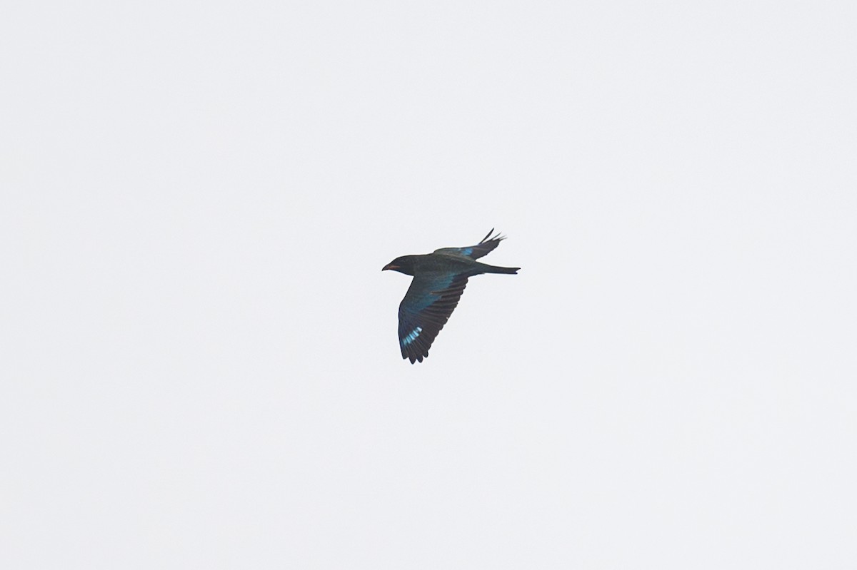 Dollarbird - ML642476268