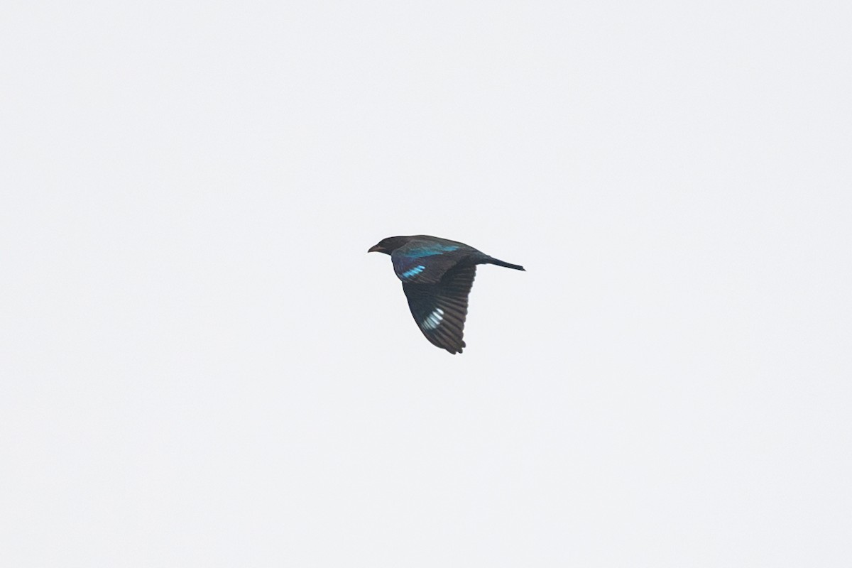 Dollarbird - ML642476269