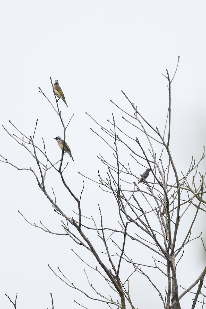 Light-vented Bulbul (sinensis) - ML642476277