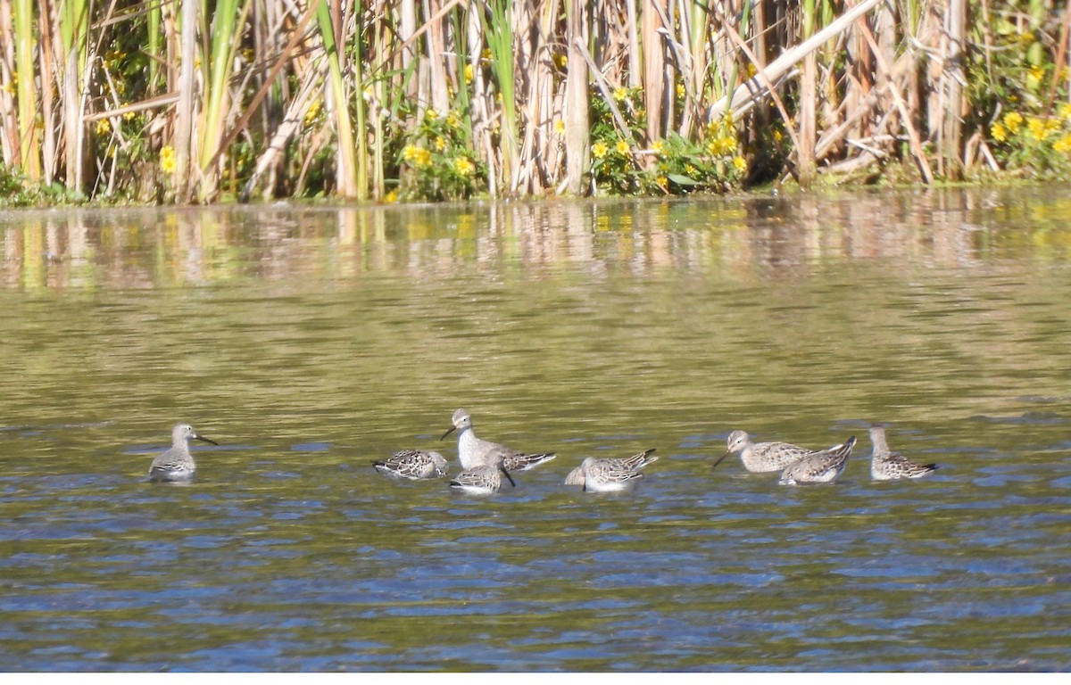 Stilt Sandpiper - ML642476278