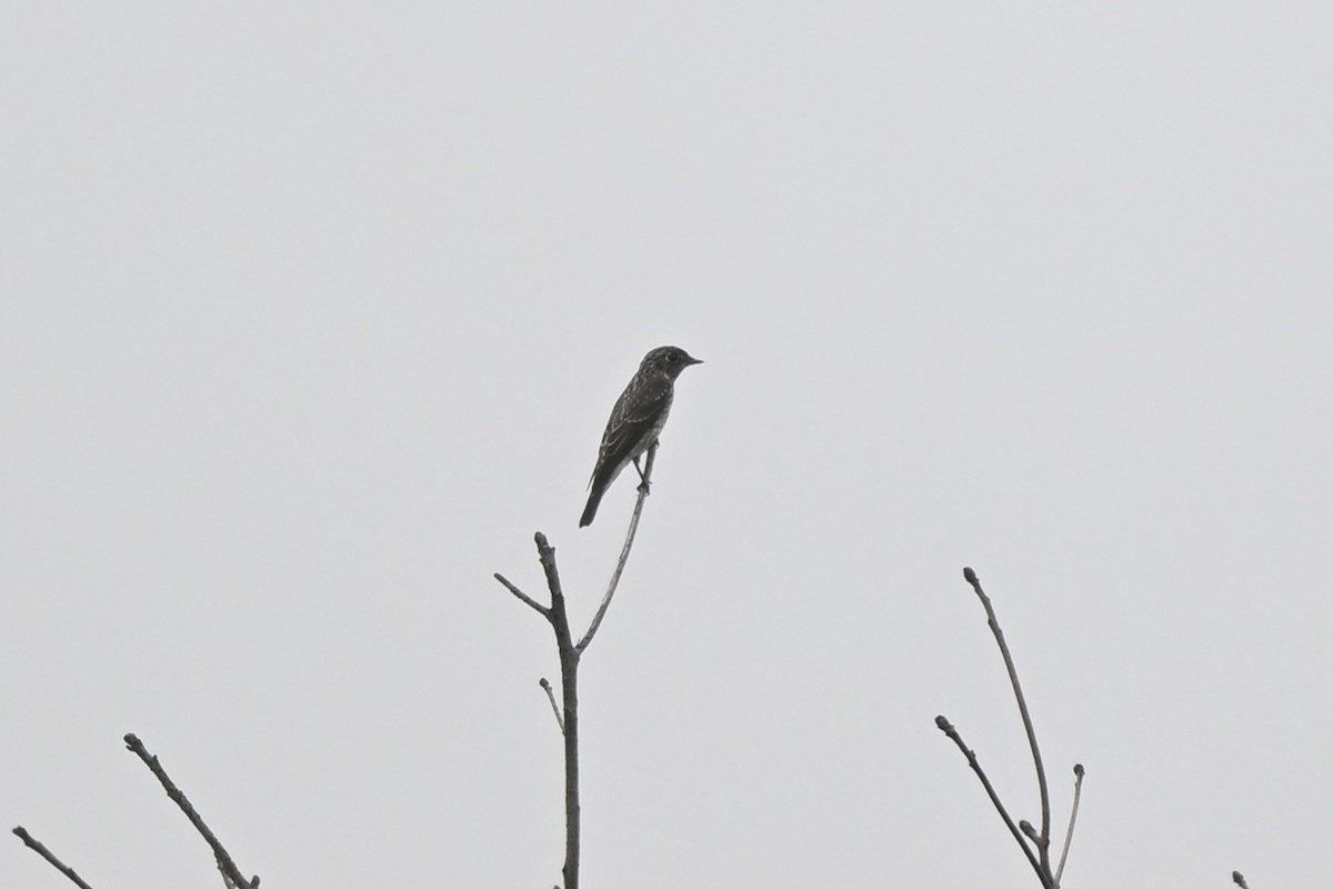 Dark-sided Flycatcher (Siberian) - ML642476281