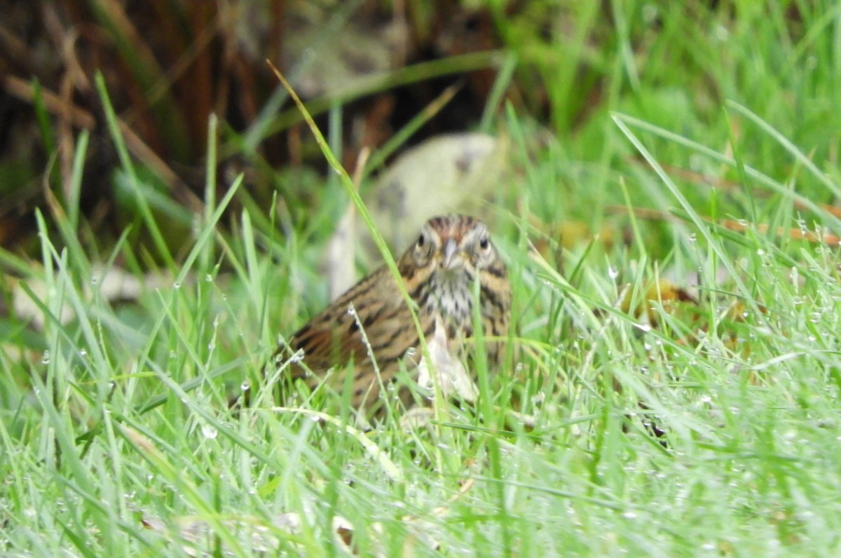 strnadec pruhohlavý - ML642476289