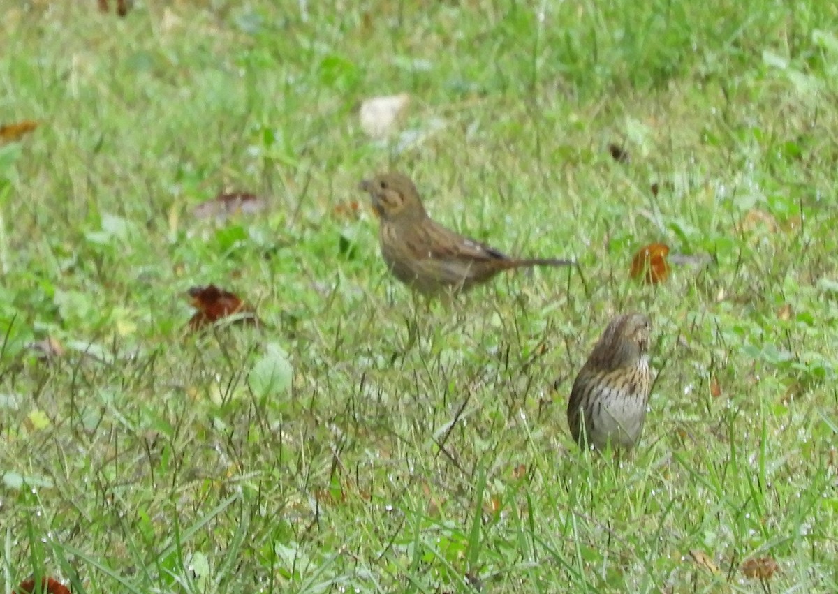 strnadec pruhohlavý - ML642476298