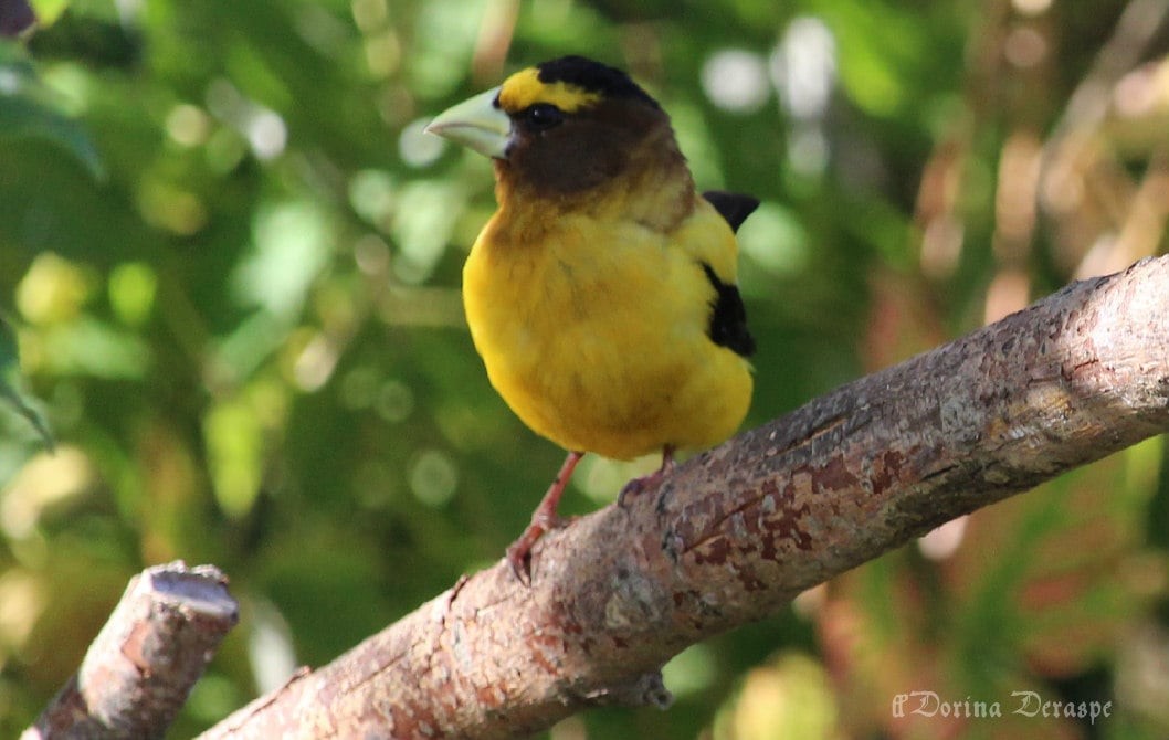 Evening Grosbeak - ML642476318