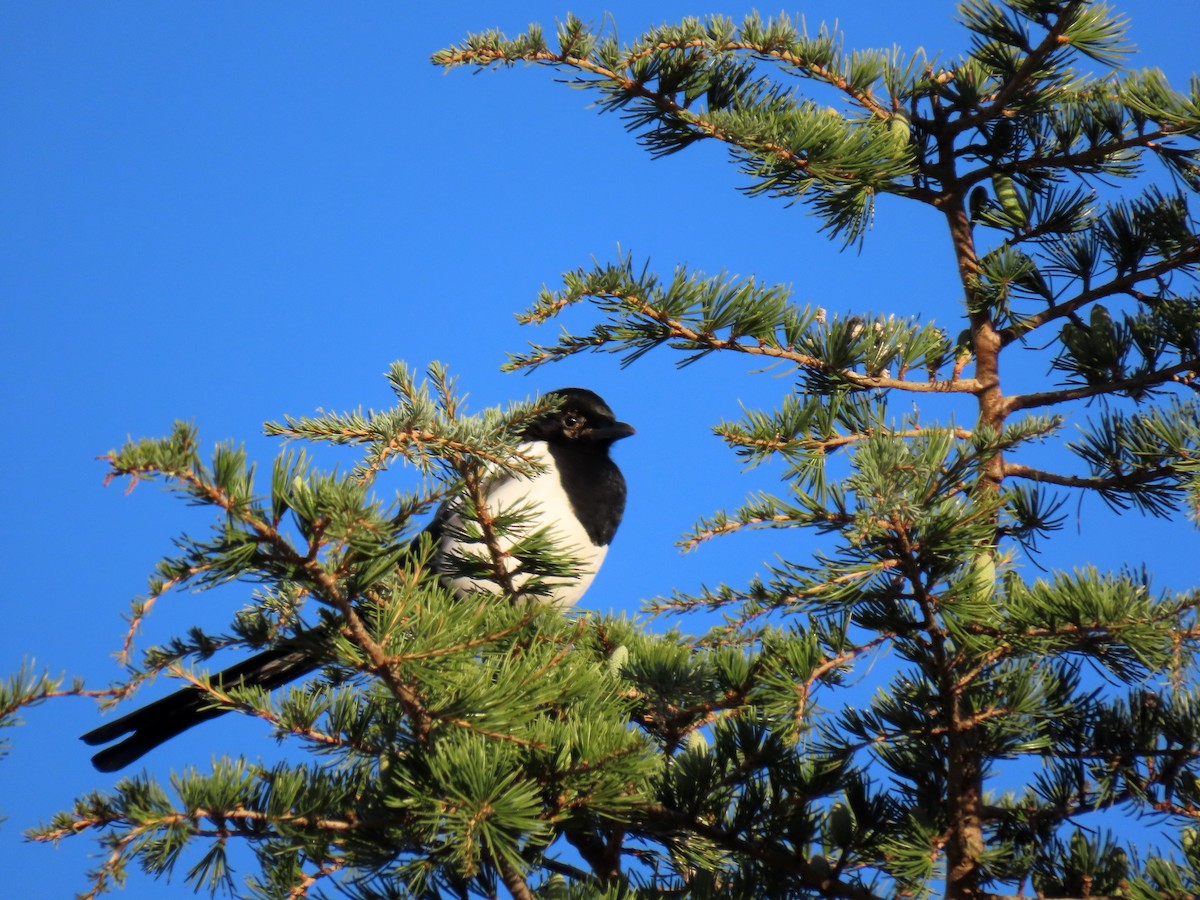 Eurasian Magpie - ML642476323