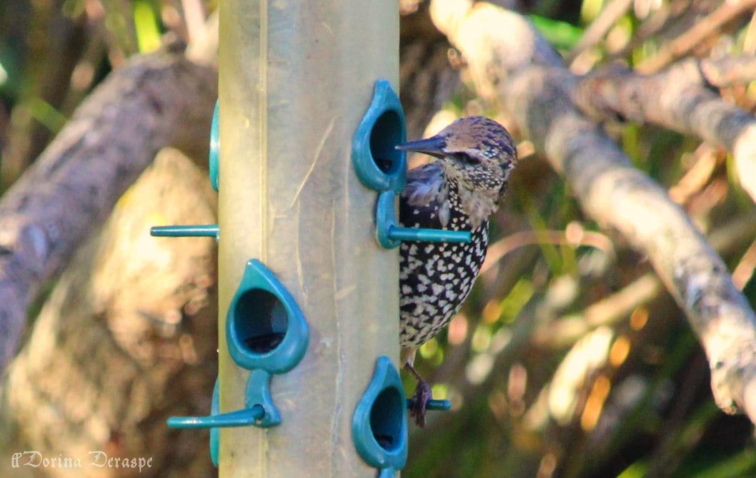 European Starling - ML642476324