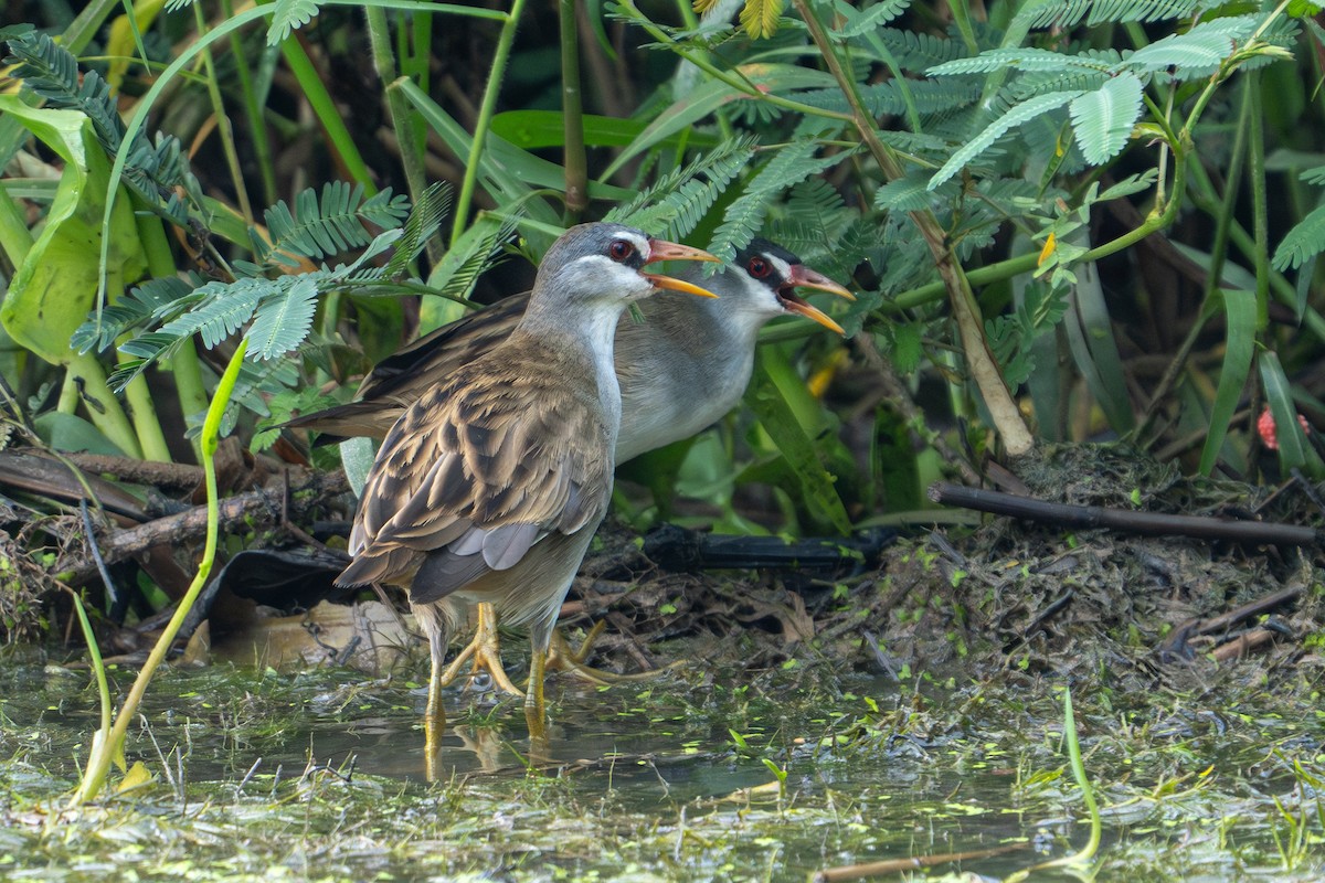 White-browed Crake - ML642476329