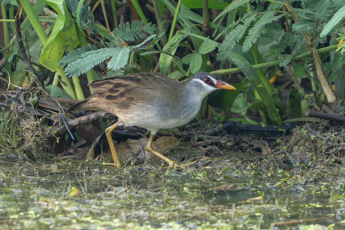 White-browed Crake - ML642476330