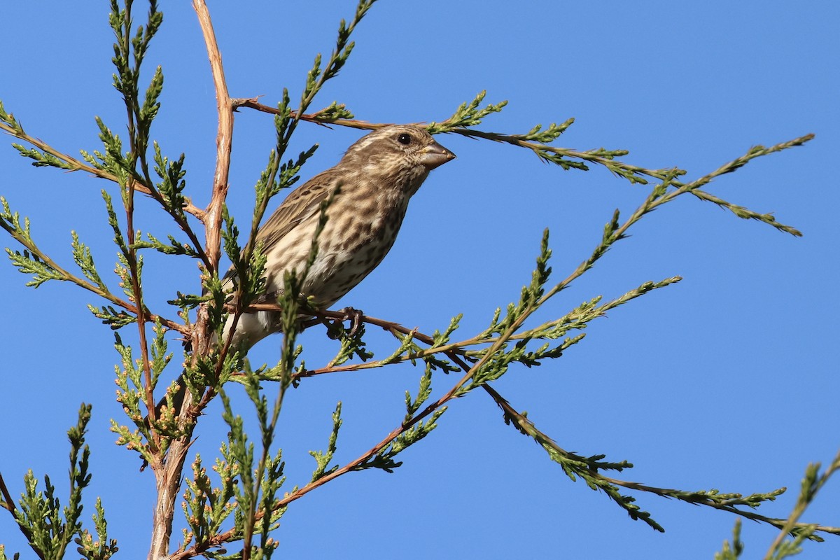 Purple Finch - ML642476332