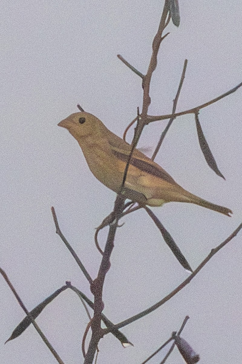 Indigo Bunting - ML642476334
