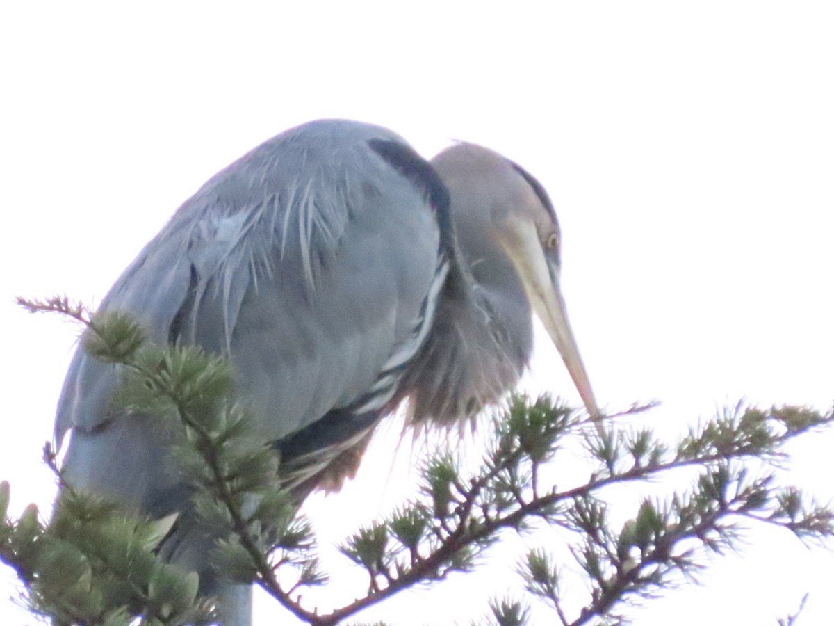 Great Blue Heron - ML642476335