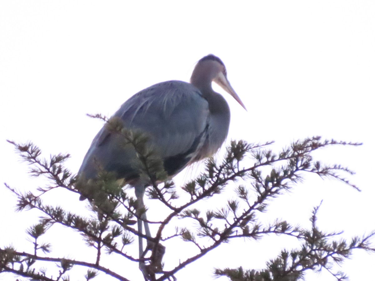 Great Blue Heron - ML642476338