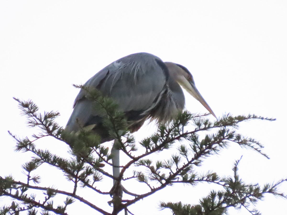 Great Blue Heron - ML642476339