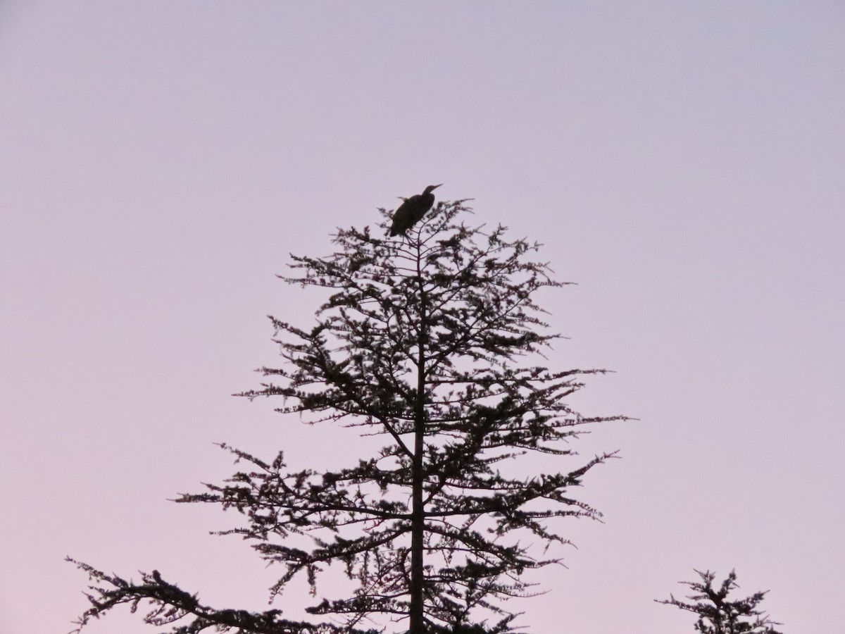 Great Blue Heron - ML642476341