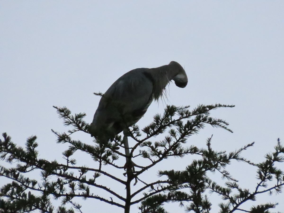Great Blue Heron - ML642476342