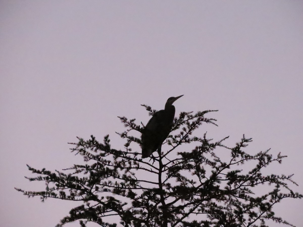Great Blue Heron - ML642476343