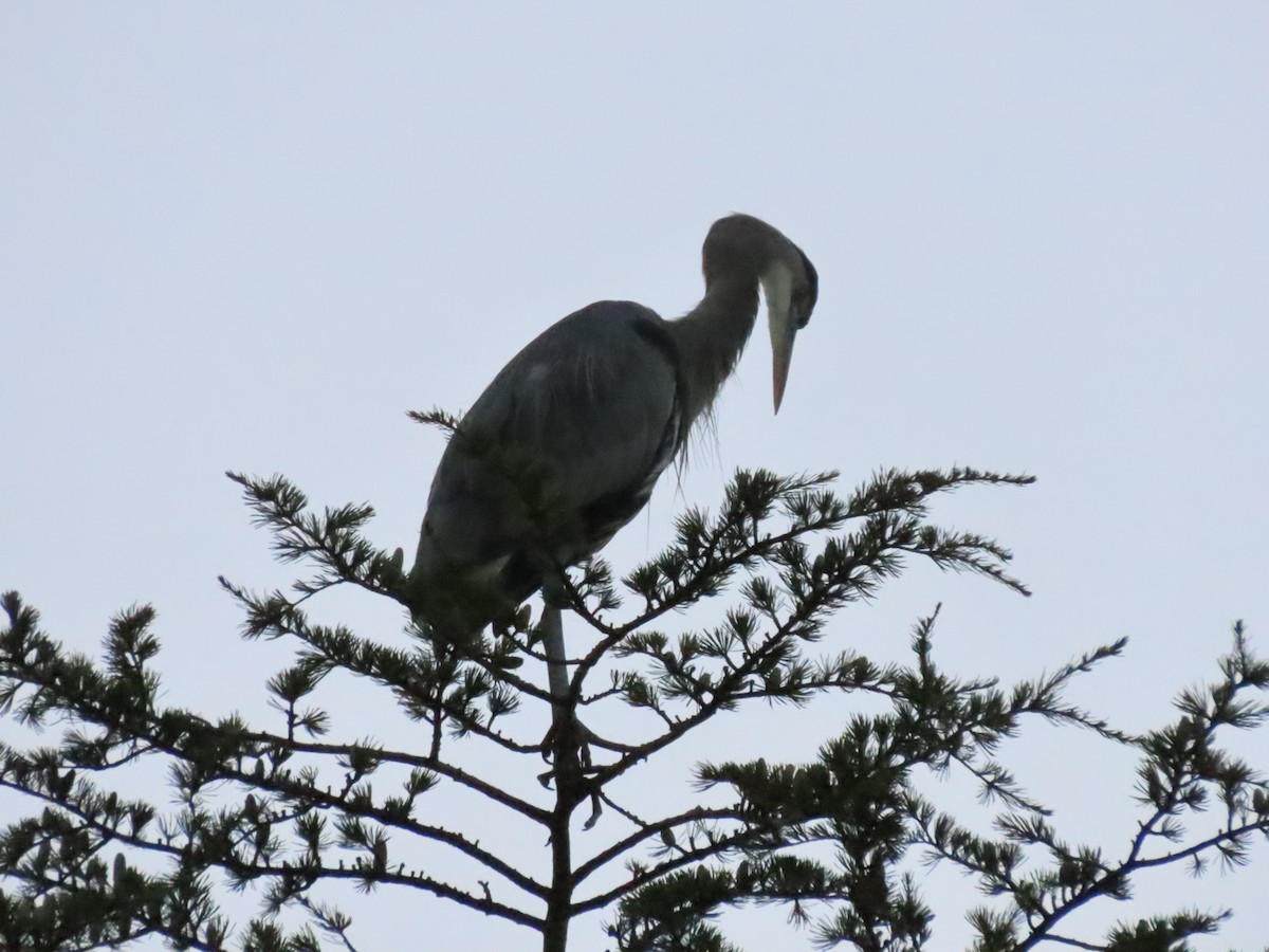 Great Blue Heron - ML642476344