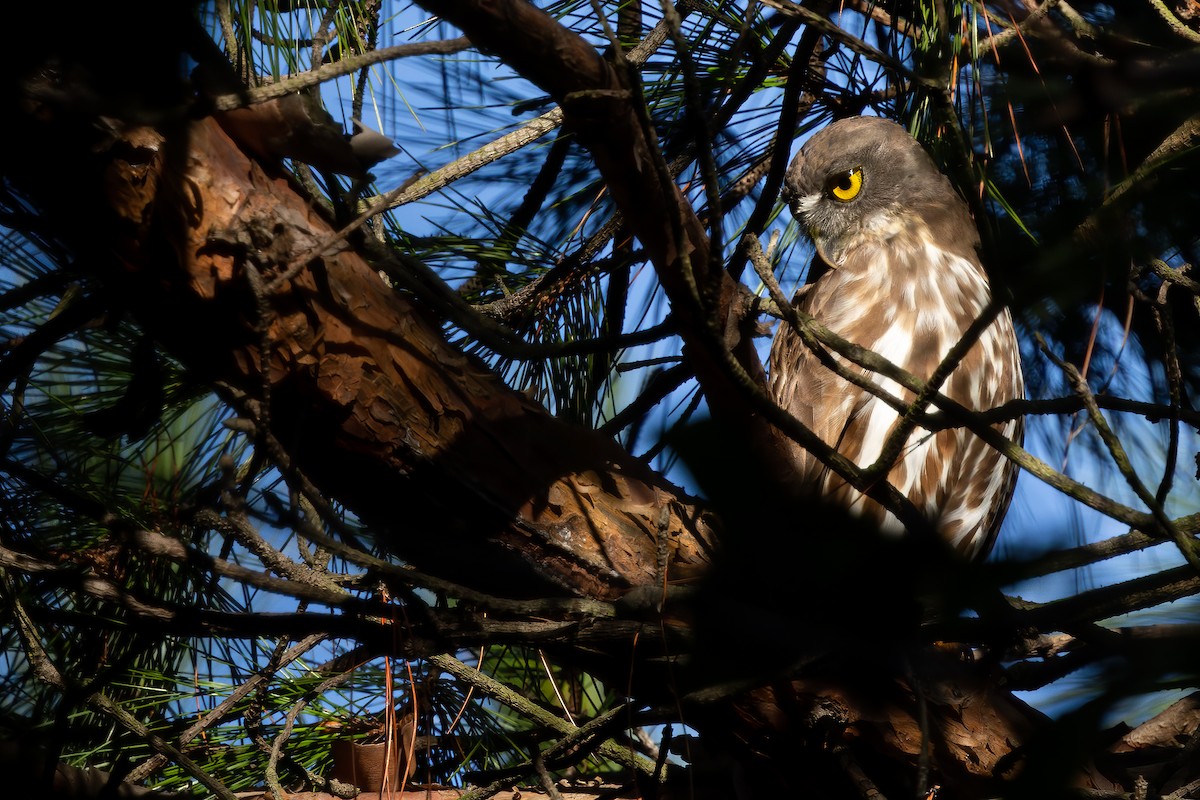 Northern Boobook - ML642476345