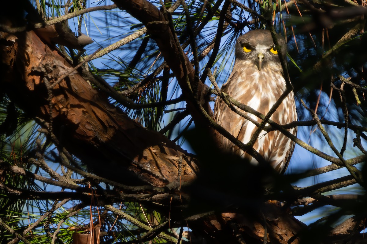 Northern Boobook - ML642476346