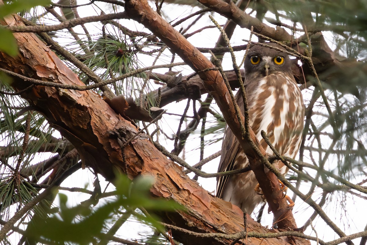 Northern Boobook - ML642476347