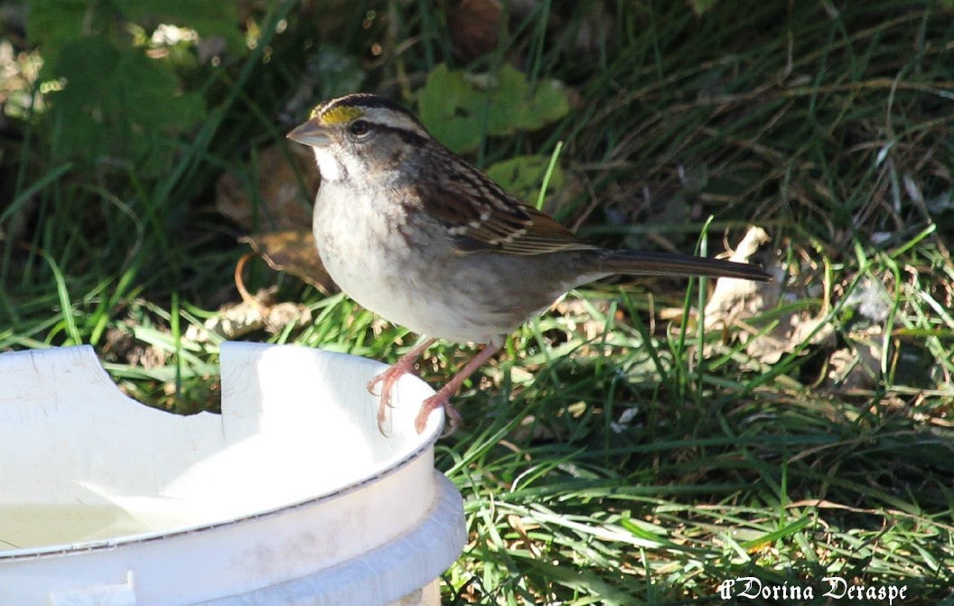 White-throated Sparrow - ML642476349