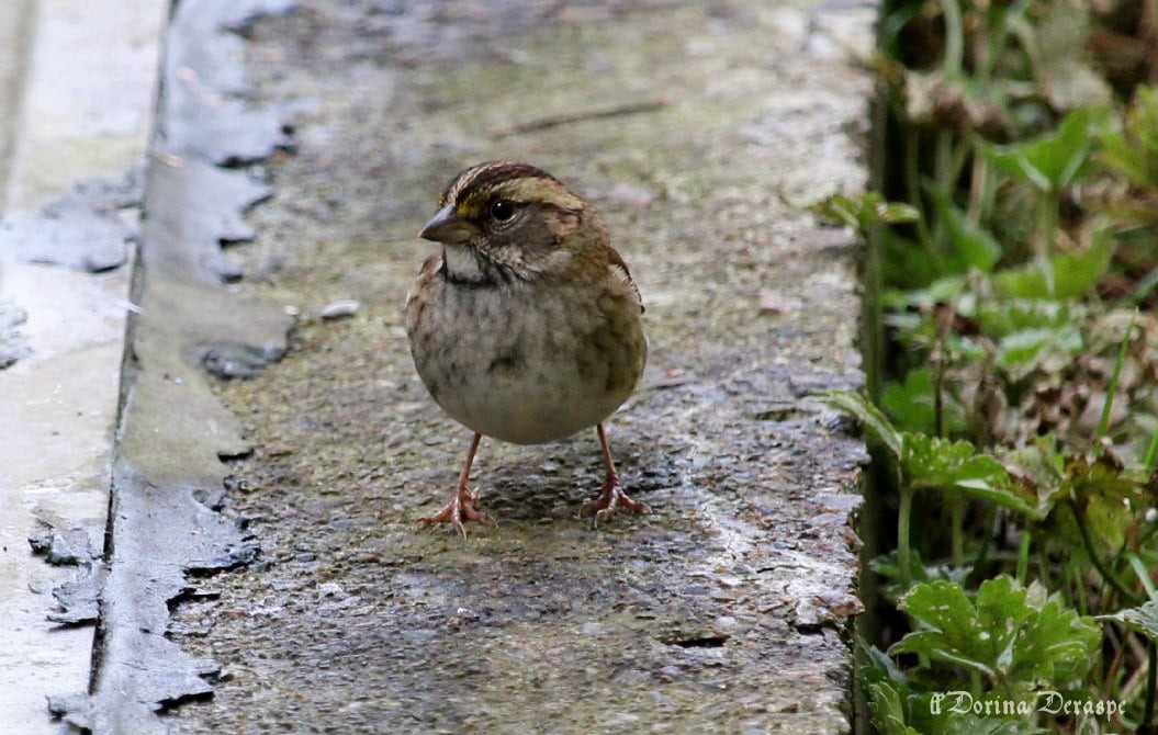 White-throated Sparrow - ML642476350