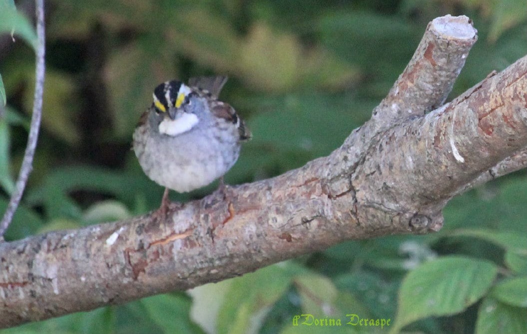 White-throated Sparrow - ML642476351