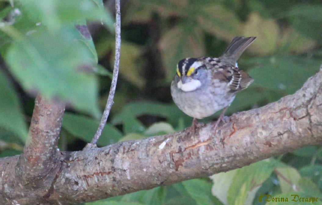 White-throated Sparrow - ML642476352