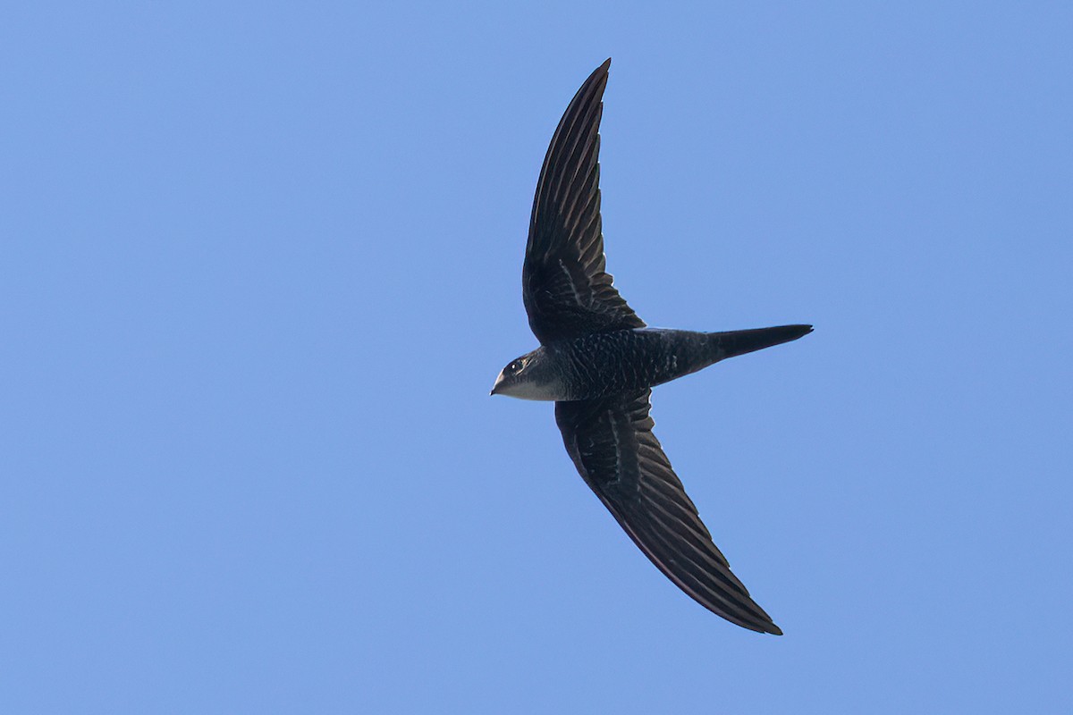 Pacific Swift - ML642476357