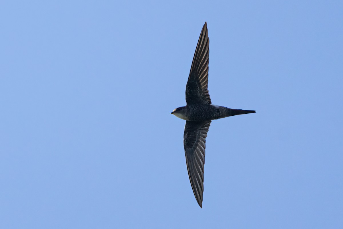 Pacific Swift - ML642476358
