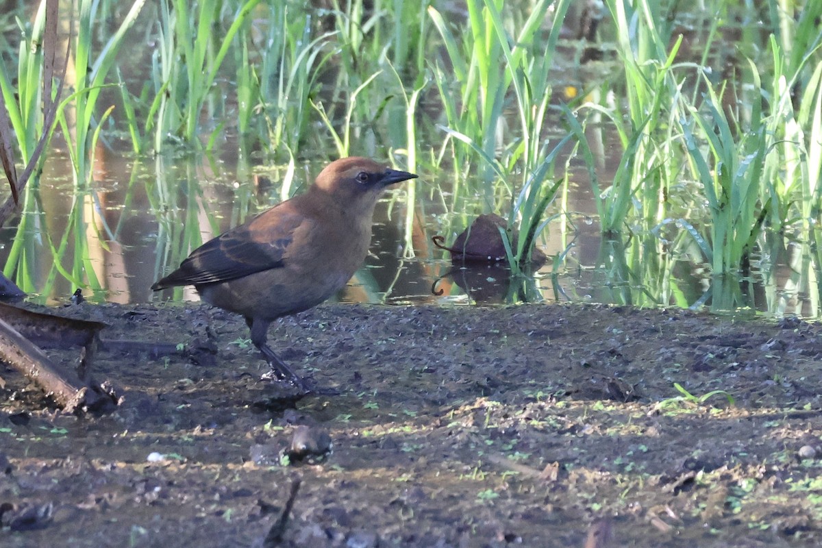 Rusty Blackbird - ML642476359
