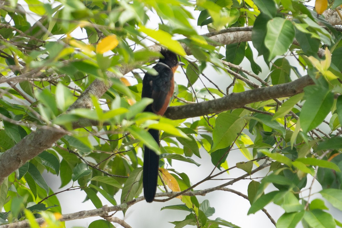 Chestnut-winged Cuckoo - ML642476360