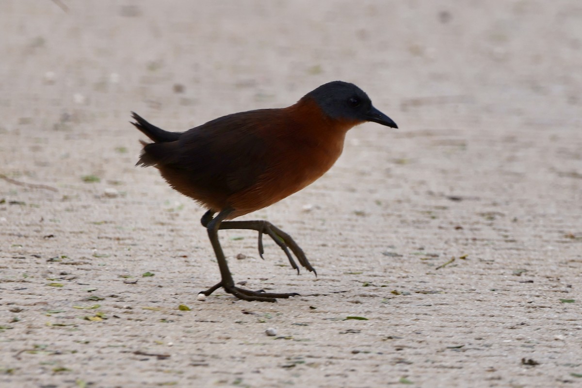 Ruddy Crake - ML642476375