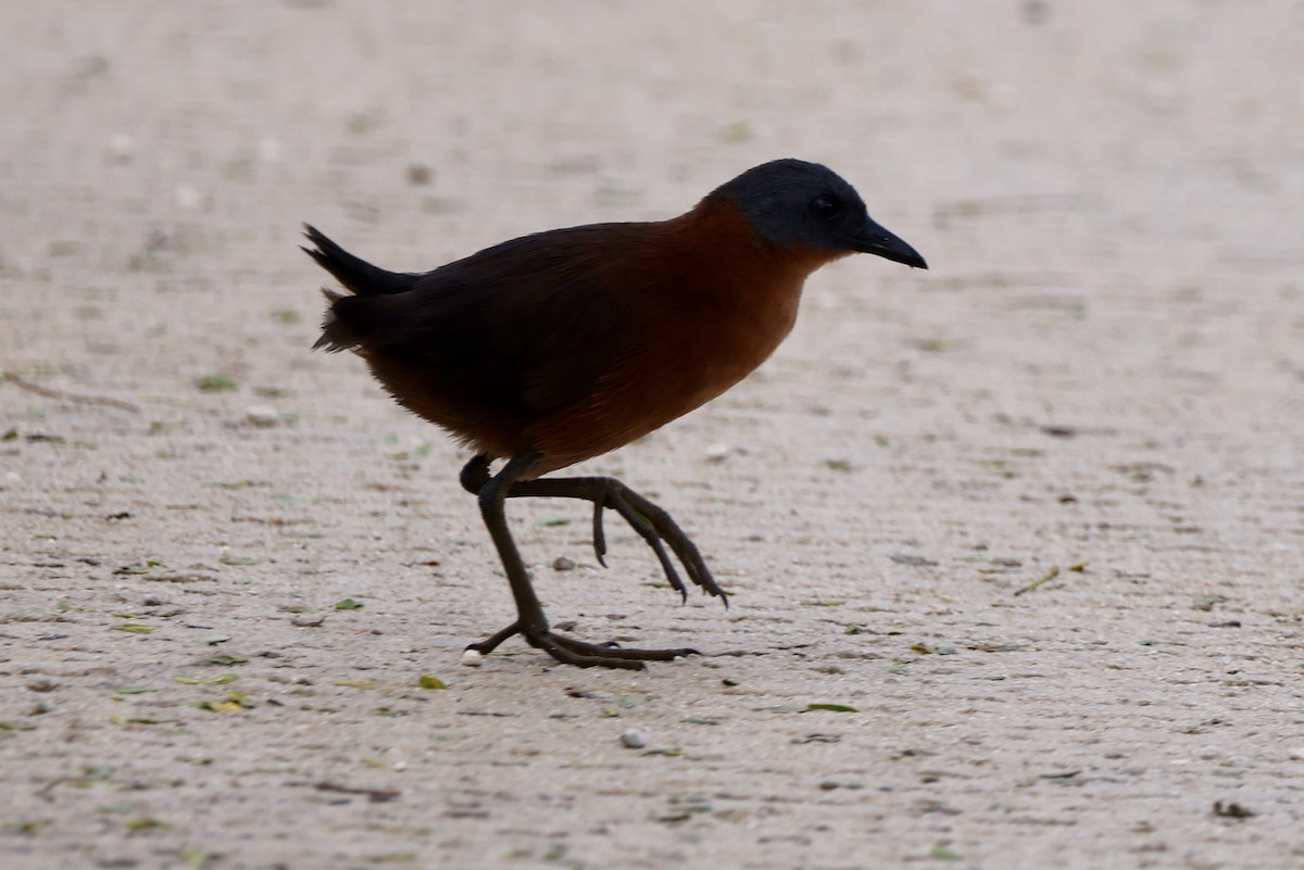 Ruddy Crake - ML642476376