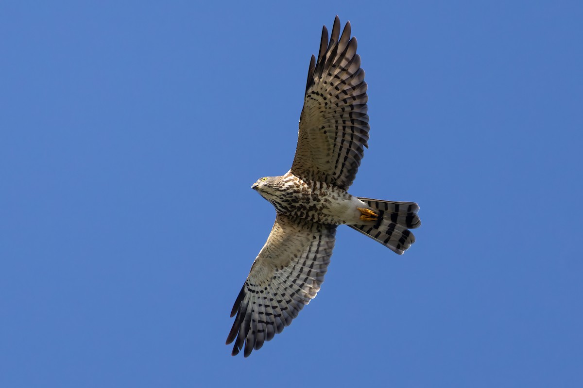 Chinese Sparrowhawk - ML642476391